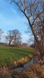 brandhout op stam, Tuin en Terras, Brandhout, 6 m³ of meer, Ophalen, Overige houtsoorten