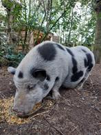 Gottinger minivarken zoekt nieuwe thuis, Dieren en Toebehoren, Schapen, Geiten en Varkens, Vrouwelijk, Varken, 6 jaar of ouder