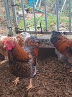 Wyandotte kriel haantjes, Dieren en Toebehoren, Mannelijk, Kip