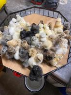 Kuikens kuikentjes USA Zijdehoen kippen, Dieren en Toebehoren, Geslacht onbekend, Kip