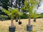 🏝️Fortunei-resistente levering van grote trachycarpuspalm🚛, Ophalen of Verzenden