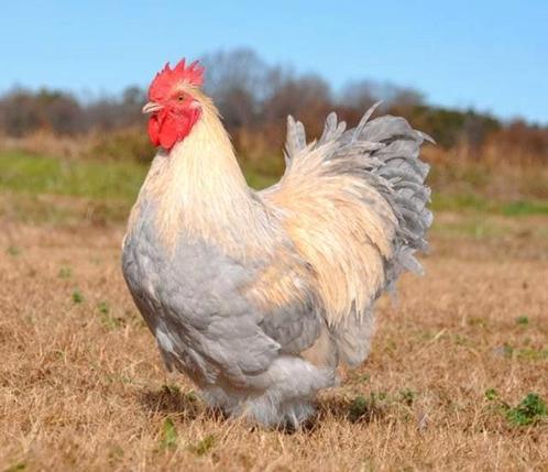 Orpington gezocht, Dieren en Toebehoren, Pluimvee