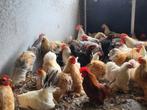 Hanen, Dieren en Toebehoren, Mannelijk, Kip