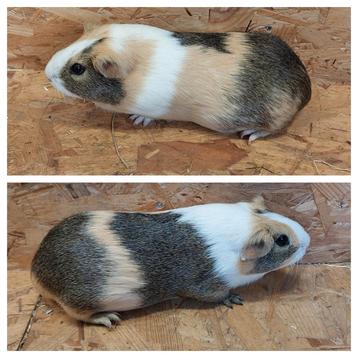 Cavia's  beschikbaar voor biedingen