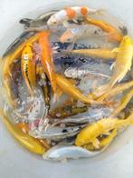 Koi 7 tot 14cm en 21 tot 30cm, Dieren en Toebehoren