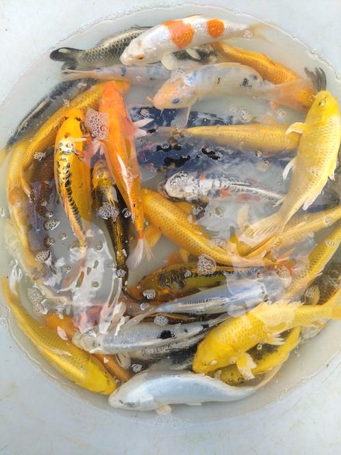 Koi 7 tot 14cm en 21 tot 30cm, Dieren en Toebehoren, Vissen | Vijvervissen