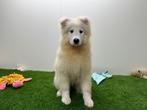 Samojeed Puberpup, België, Keeshond, 15 weken tot 1 jaar, Eén hond