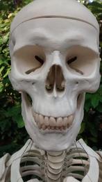 skelet, Diversen, Ophalen of Verzenden, Gebruikt
