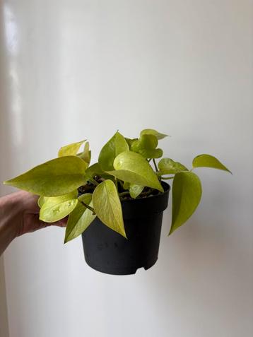 Epipremnum neon lime, Enlèvement