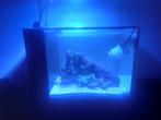 waterbox peninsula 15, Dieren en Toebehoren, Ophalen, Zo goed als nieuw, Gevuld zeewateraquarium