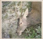 GIRLS IN HAWAII ** Plan Your Escape ** Digipack CD, Verzenden, Zo goed als nieuw, Alternative