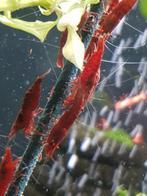 Hobbyaquarium weer op voorraad onze deep red garnalen, Animaux & Accessoires, Poissons | Poissons d'aquarium, Homard, Crabe ou Crevette