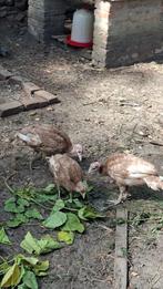 rode Ardenner kalkoenen, Dieren en Toebehoren, Pluimvee