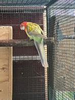 Rosella, omnicolore, Dieren en Toebehoren, Vogels | Parkieten en Papegaaien, Meerdere dieren, Parkiet, Geringd