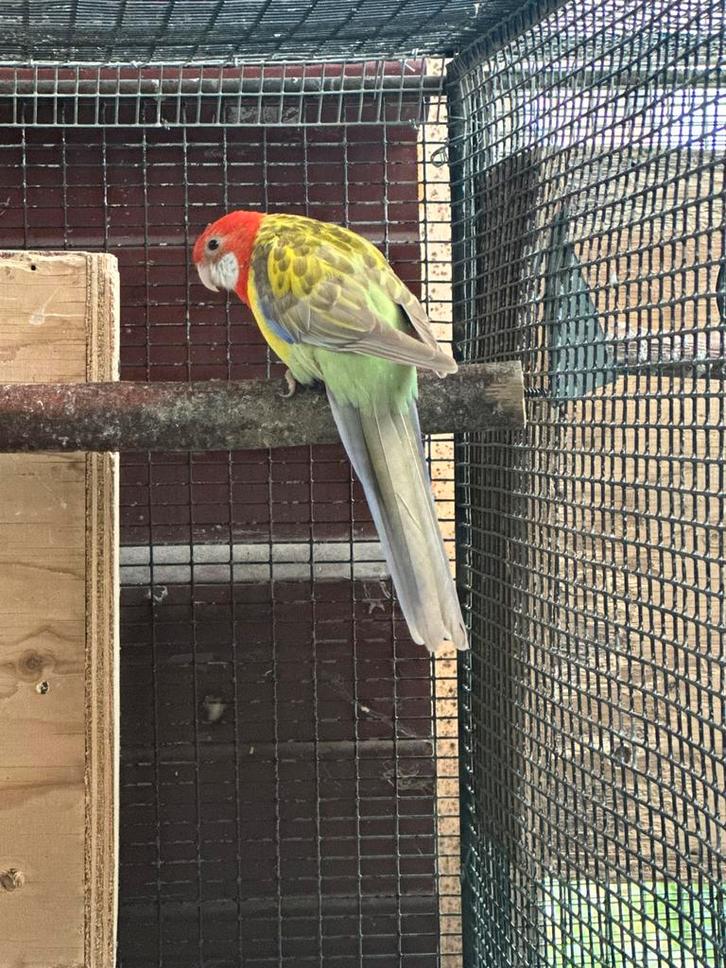 Rosella, omnicolore, Dieren en Toebehoren, Vogels | Parkieten en Papegaaien, Parkiet, Meerdere dieren, Geringd