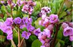 Bergenia cordifolia – Schoenlappersplant (vaste plant), Tuin en Terras, Planten | Tuinplanten, Ophalen, Vaste plant