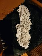 koraal groot formaat, Verzamelen, Ophalen, Fossiel