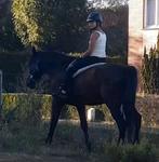 Gezocht: verzorgpaard / paard om te rijden, Dieren en Toebehoren, Paarden, Zadelmak, Ontwormd, Meerdere dieren, 11 jaar of ouder