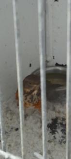 Koppel grijskap lijster van 2025, Dieren en Toebehoren, Meerdere dieren, Wildzangvogel, Geringd