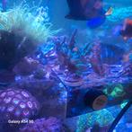 Akropora stekjes koraalen