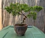 Juniperus bonsai - Jeneverbes, Tuin en Terras, Lente, Minder dan 100 cm, Volle zon, In pot