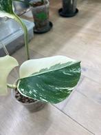 Monstera Deliciosa Albo Variegata (High grade var), Huis en Inrichting, Kamerplanten, Ophalen