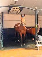 16 jarige ruin, Dieren en Toebehoren, Paarden, Ruin