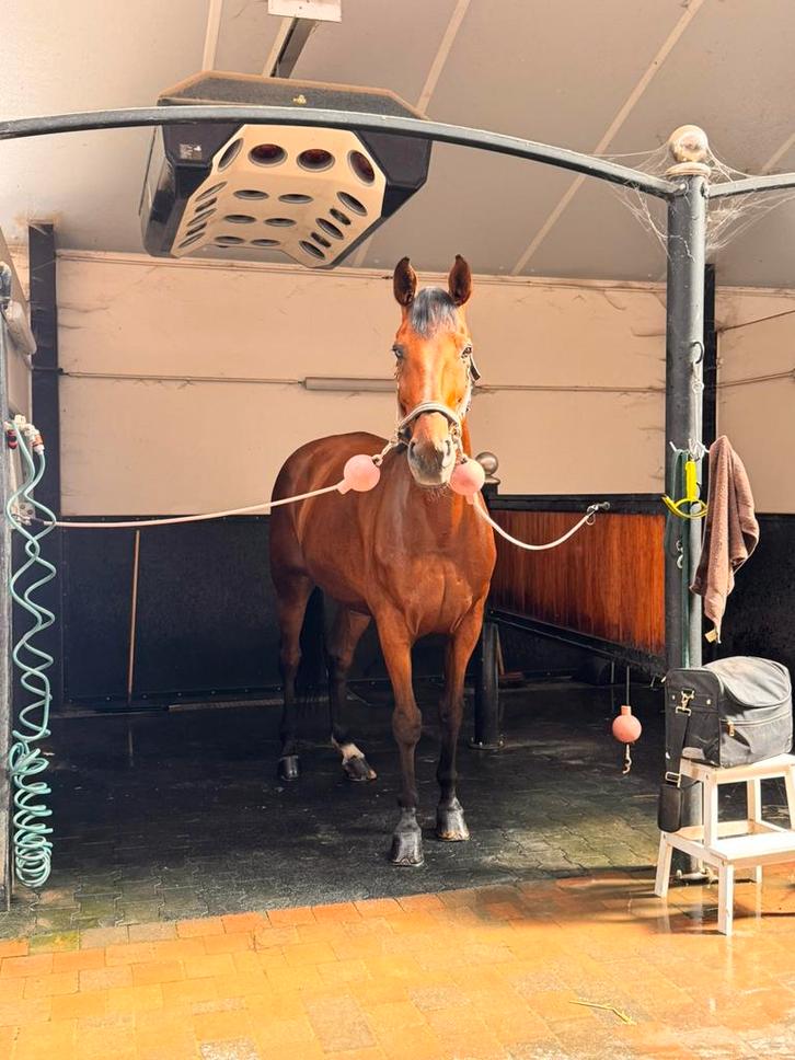 16 jarige ruin, Dieren en Toebehoren, Paarden, Ruin