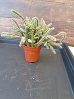 Plantje met of zonder pot nr 31, Ophalen