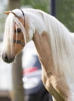 Hengst, ster,prevent,kampioen,NMPRS,minipaard,pony, Animaux & Accessoires, Poneys, 11 ans ou plus, Poney de récréation, Poney A (jusqu'à 1.17 m)