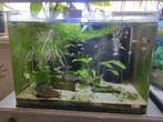 Dumbo ears dragon guppy, Dieren en Toebehoren, Vissen | Aquariumvissen