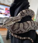 Korenslang, Slang, Met terrarium