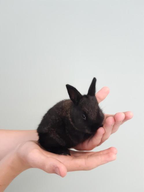 Baby Konijntje zwart/gevlamd, Dieren en Toebehoren, Konijnen, Klein, Mannelijk, 0 tot 2 jaar