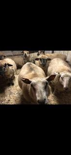 Hampshire down ooien, Dieren en Toebehoren, Schapen, Geiten en Varkens, Vrouwelijk, Schaap, 6 jaar of ouder
