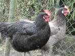 hennen kruising leghorn australorp, Dieren en Toebehoren, Pluimvee, Vrouwelijk, Kip