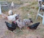 Laatste 5 leghennen, Dieren en Toebehoren, Pluimvee