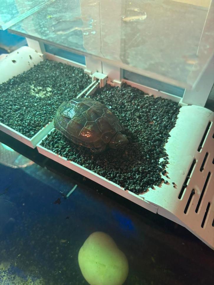 Chinese driekielschildpadje te koop, Dieren en Toebehoren, Vissen | Aquaria en Toebehoren, Gebruikt, Verlichting of Verwarming