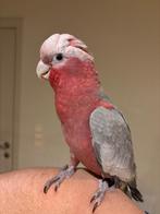 Rose kaketoe - pop, Dieren en Toebehoren, Vogels | Parkieten en Papegaaien, Vrouwelijk, Papegaai, Geringd