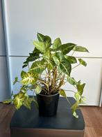 Plant Syngonium Pixie, Huis en Inrichting, Ophalen, Overige soorten, Halfschaduw, In pot