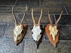 3 Mooie Ree geweien samen € 21 jacht hut mancave f77, Enlèvement ou Envoi, Utilisé, Cerf, Bois ou Tête