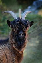 2 lieve, sociale geitjes, Dieren en Toebehoren, Schapen, Geiten en Varkens, Mannelijk, Geit, 0 tot 2 jaar