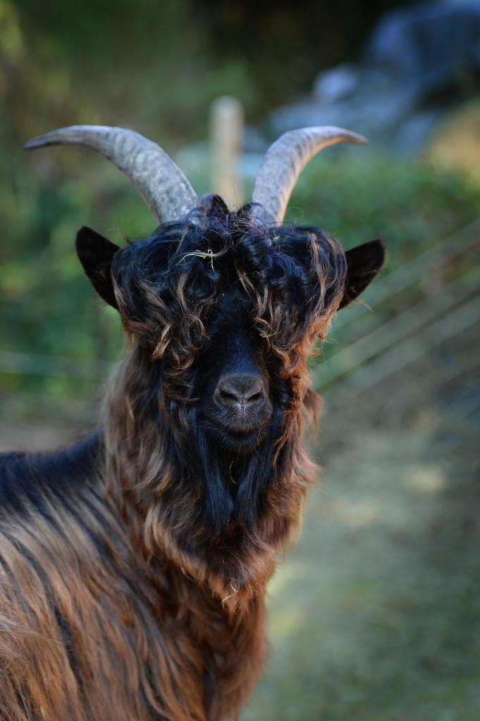 2 lieve, sociale geitjes, Animaux & Accessoires, Moutons, Chèvres & Cochons, Chèvre, Mâle, 0 à 2 ans