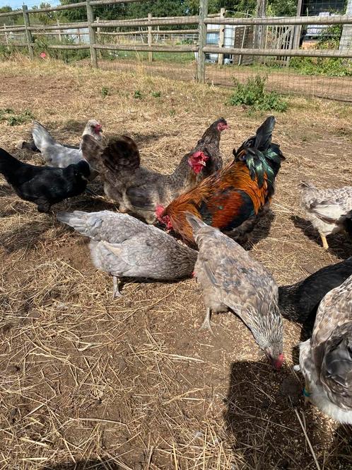Kippen te koop, Dieren en Toebehoren, Pluimvee