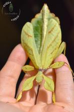 Phyllium philippinicum eggs (x10) - Oeufs de Phasmes, Animaux & Accessoires, Phasme