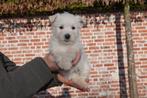 Prachtige West highland white terriër pups (westie), Dieren en Toebehoren, België, Overige rassen, CDV (hondenziekte), 8 tot 15 weken