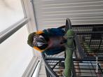 Handtamme blauw gele Ara, Dieren en Toebehoren, Vogels | Parkieten en Papegaaien