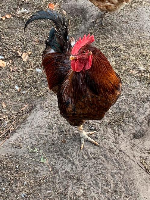 Gratis haan, Dieren en Toebehoren, Pluimvee, Kip, Mannelijk