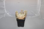 pachypodium densiflorum, Vetplant, Ophalen of Verzenden, In pot, Minder dan 100 cm