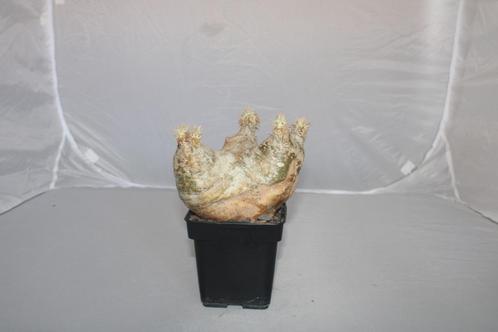 pachypodium densiflorum, Huis en Inrichting, Kamerplanten, Vetplant, Minder dan 100 cm, Groene kamerplant, Volle zon, In pot, Ophalen of Verzenden