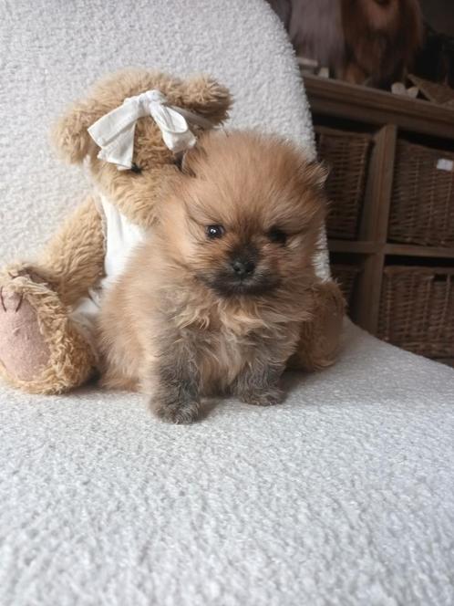 Prachtige mini Pomeriaantje nu 4 weken oud, Dieren en Toebehoren, Honden | Poolhonden, Keeshonden en Oertypen, Teef, Overige rassen